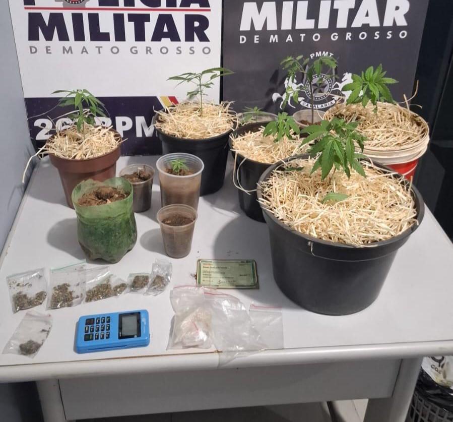 Preso homem que mantinha estufa clandestina de maconha em Nova Mutum; 92 porções apreendidas
