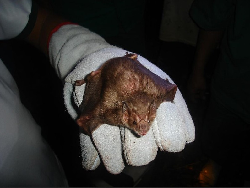 Indea confirma dois casos de raiva bovina em Mato Grosso